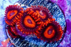 Orange Oxides Zoa