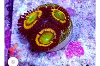 17 Citrus Coolers Zoa Thumbnail