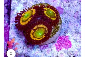 Citrus Coolers Zoa