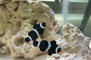 Black Ocelaris Clownfish Thumbnail