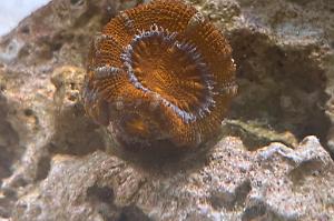 Aussie Rainbow Acan Thumbnail