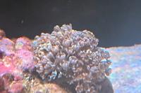 Pulsing Xenia Thumbnail