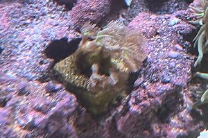 Indo ultra neon clove polyp Thumbnail