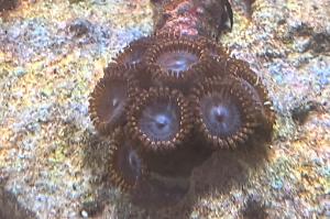 Spiderman Zoanthid