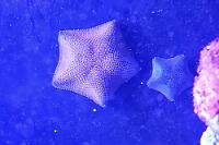 New Zealand Common Cushion Star