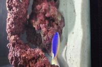 Fiji Blue Devil Damselfish