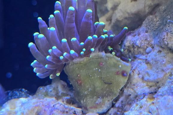 Green Tip Torch / Euphyllia glabrescens var Green Tip Torch 141