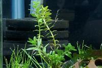 Rotala rotundifolia 