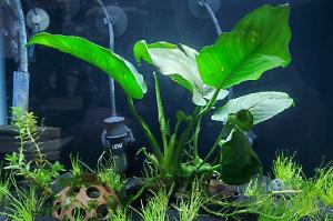 Anubias Barteri v.Nana Thumbnail