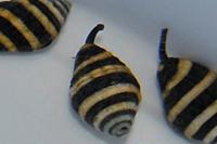 Bumble Bee Snail Thumbnail