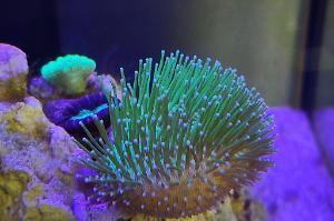 Leather Coral Thumbnail