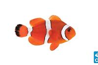 orange clownfish  Thumbnail