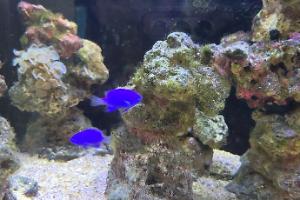 Blue Chromis Thumbnail