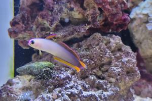 Purple Firefish Thumbnail