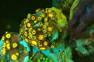 Zoas Cluster 1 Thumbnail