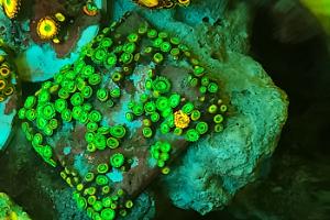 Zoas Cluster 2 Thumbnail