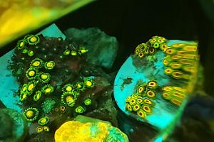 Zoas Cluster 4 Thumbnail