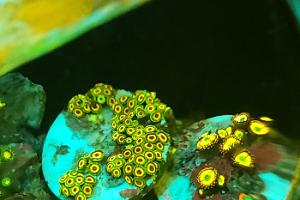 Zoas Cluster 5 Thumbnail