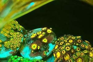 Zoas Cluster 6 Thumbnail