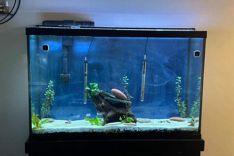 Discus Tank Thumbnail