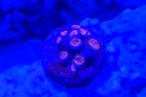 Bam Bam Zoanthid Thumbnail