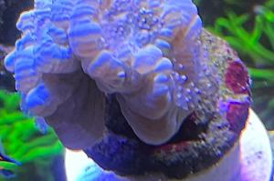 Trumpet Coral Thumbnail