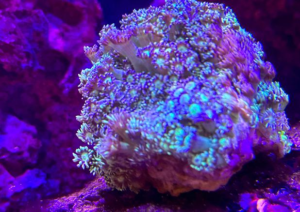 Flower Pot Coral