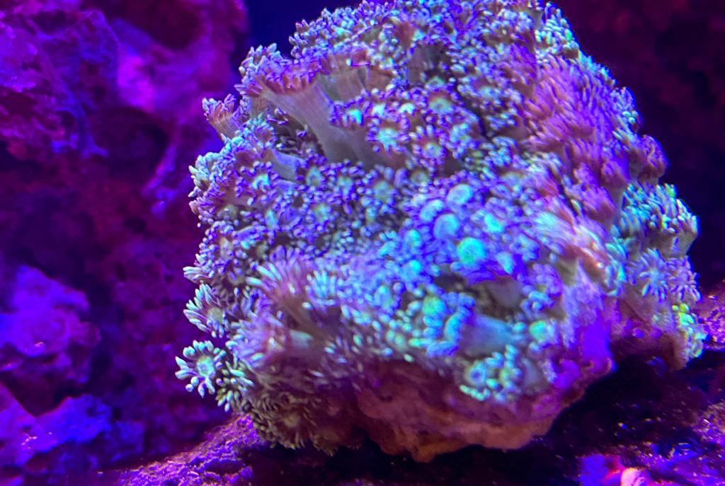 Flower Pot Coral