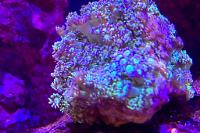 Flower Pot Coral Thumbnail