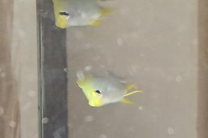 Yellow Damselfish Thumbnail