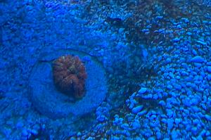 Mushroom Coral Thumbnail