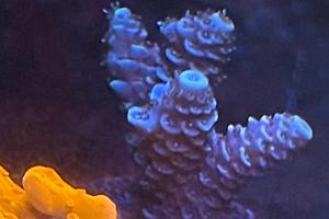 Pink  millepora Thumbnail