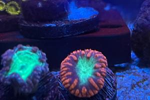 Red Tiger Blastomussa Coral Thumbnail