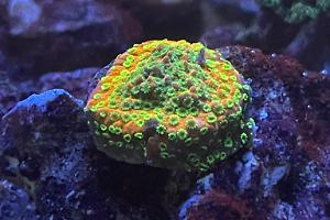 Sunset Montipora Thumbnail