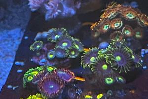 Rasta Zoa Thumbnail