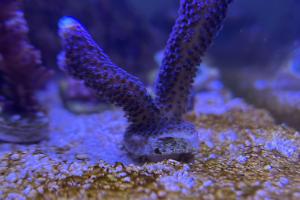 Stylophora Coral Thumbnail