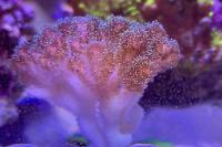 Coliflor - Coral duro - LPS Thumbnail