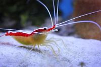 Red Line Cleaner Shrimp Thumbnail