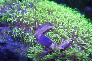 Trapezia Pocillopora/Acropora Crab Thumbnail