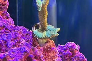 Montipora digitata verde botella - SPS Thumbnail