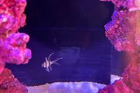 Banggai Cardinalfish Thumbnail