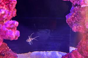 Banggai Cardinalfish Thumbnail