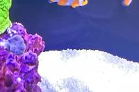 Ocellaris Clownfish Thumbnail