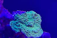  Montipora capricornis  Thumbnail