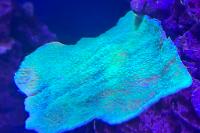 Montipora Thumbnail