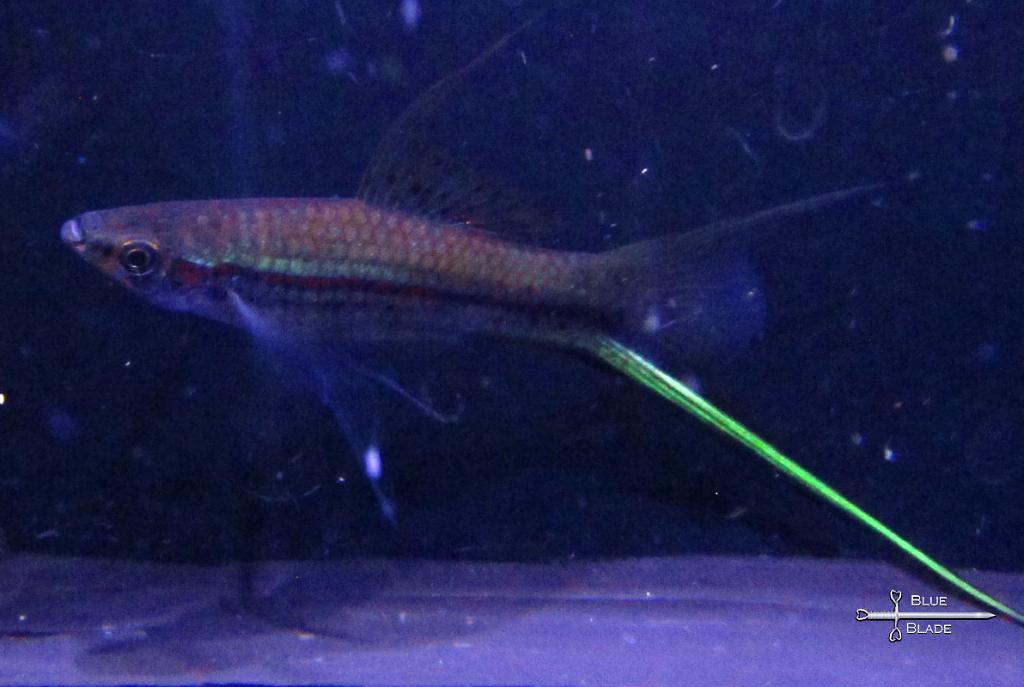 Swordtail - neon green