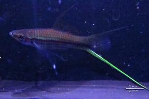 Swordtail - neon green Thumbnail