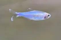 Cochu's blue tetra Thumbnail