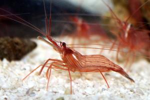 Peppermint Shrimp Thumbnail