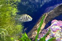 Black Calvus Cichlid Thumbnail